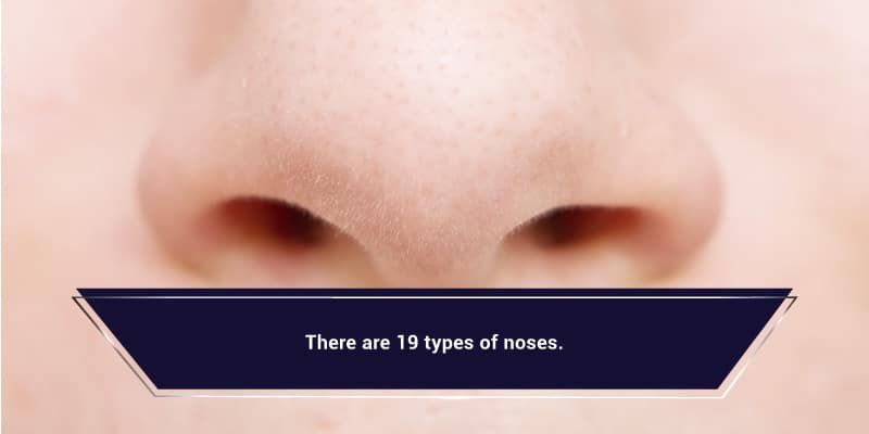 different nose shapes