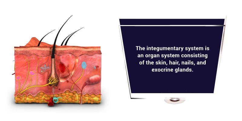 The-Skin-Is-Part-of-the-Integumentary-System