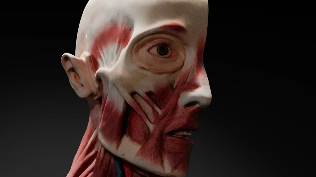 Facial Anatomy workshop nashville